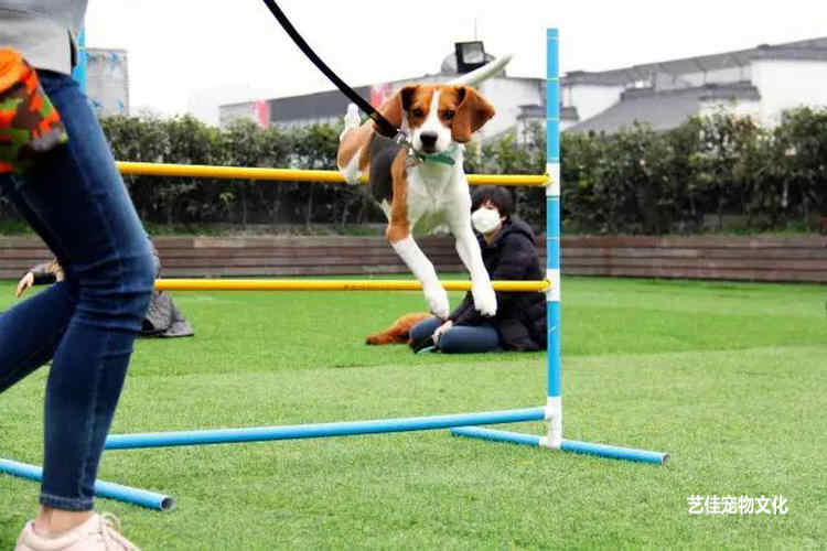 响片训狗视频教程器宠物训练狗狗超声波犬笛训犬零食腰包用品