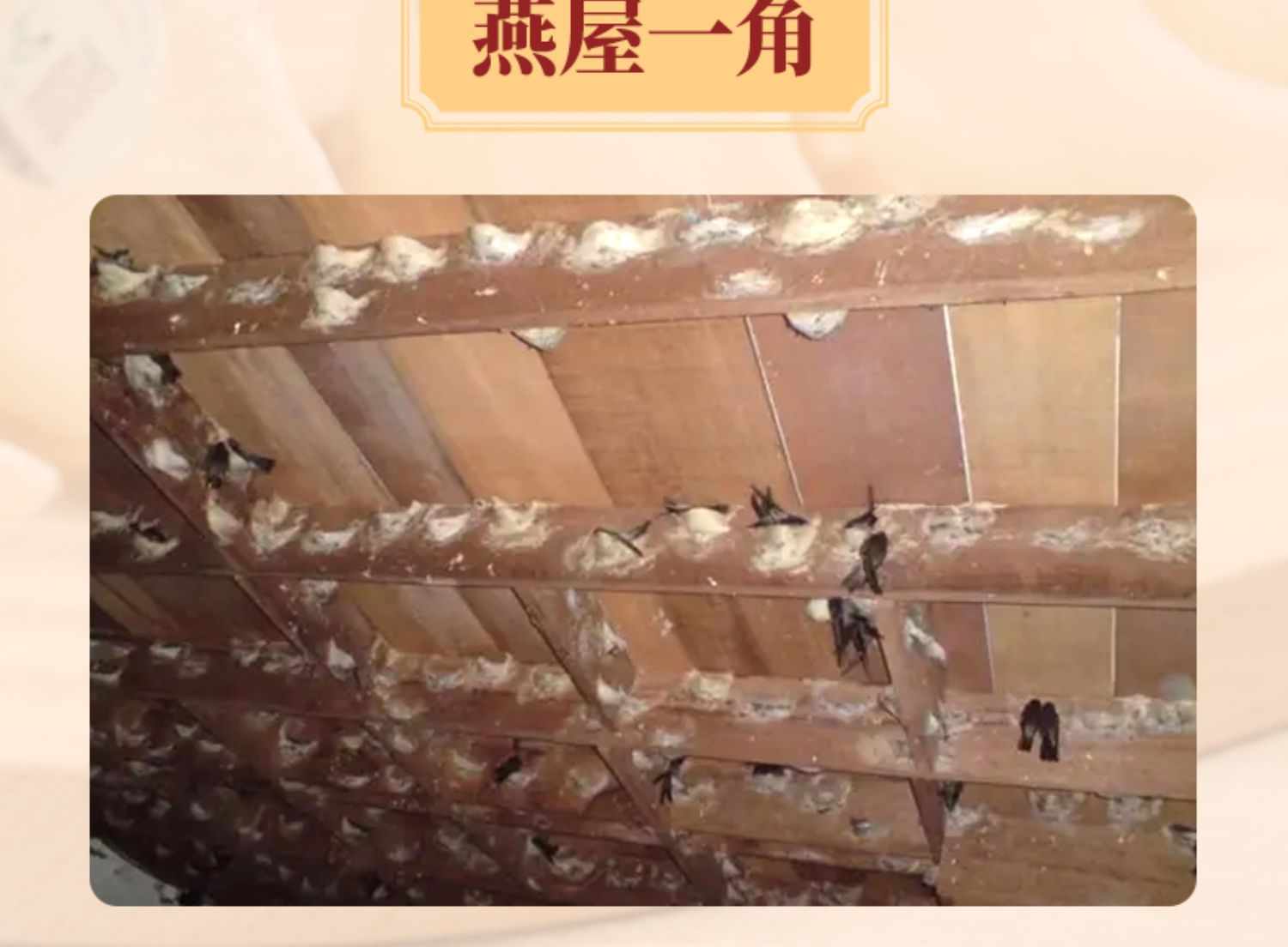 燕窝旗舰店官方正品溯源码干盏白燕大盏印尼加里曼丹孕妇滋补品