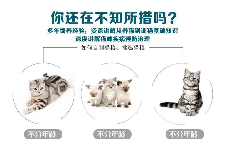 养猫宠物猫视频猫训练教程纠正猫咪大小便指南逗猫电子书视频教程