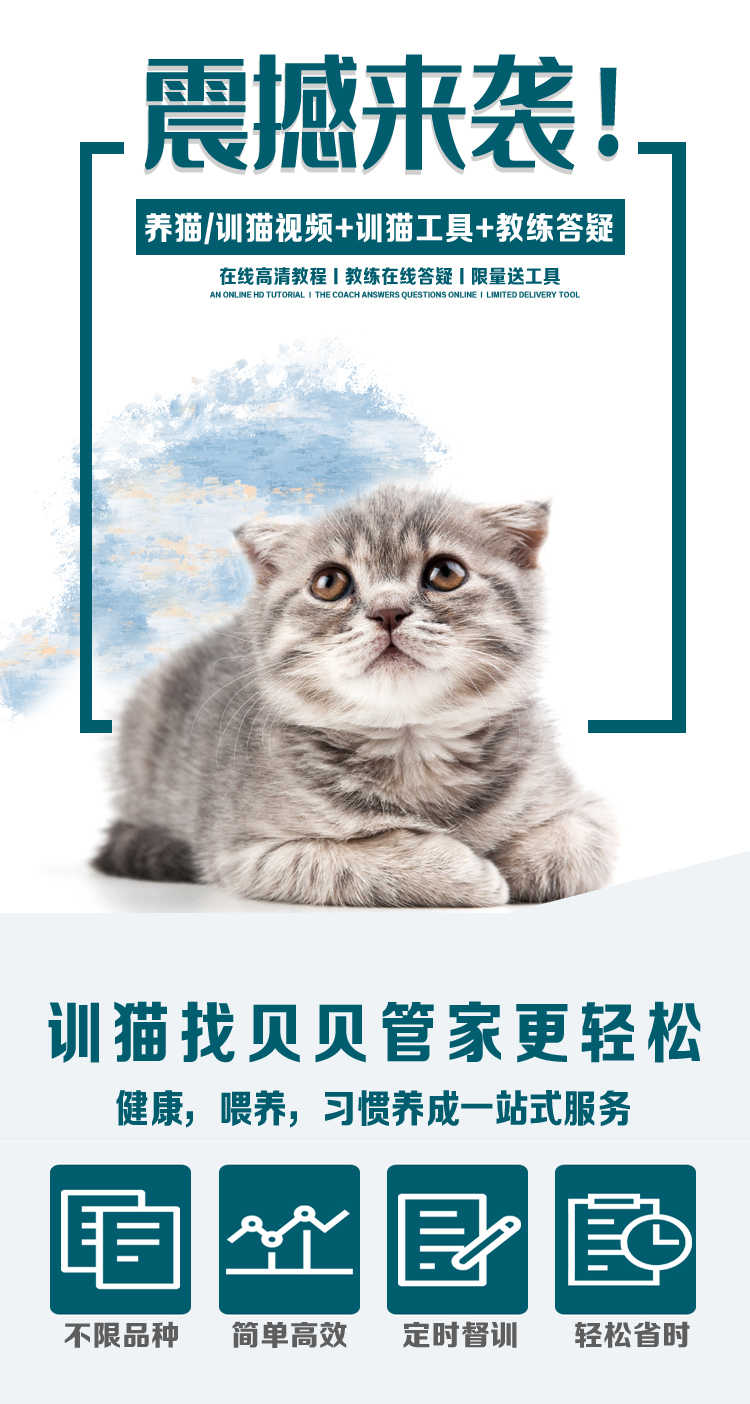 养猫宠物猫视频猫训练教程纠正猫咪大小便指南逗猫电子书视频教程 - 宋马