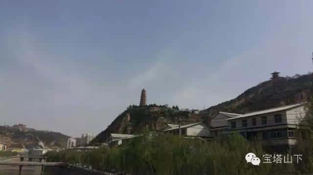 春意盎然 绿染宝塔